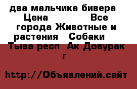 два мальчика бивера › Цена ­ 19 000 - Все города Животные и растения » Собаки   . Тыва респ.,Ак-Довурак г.